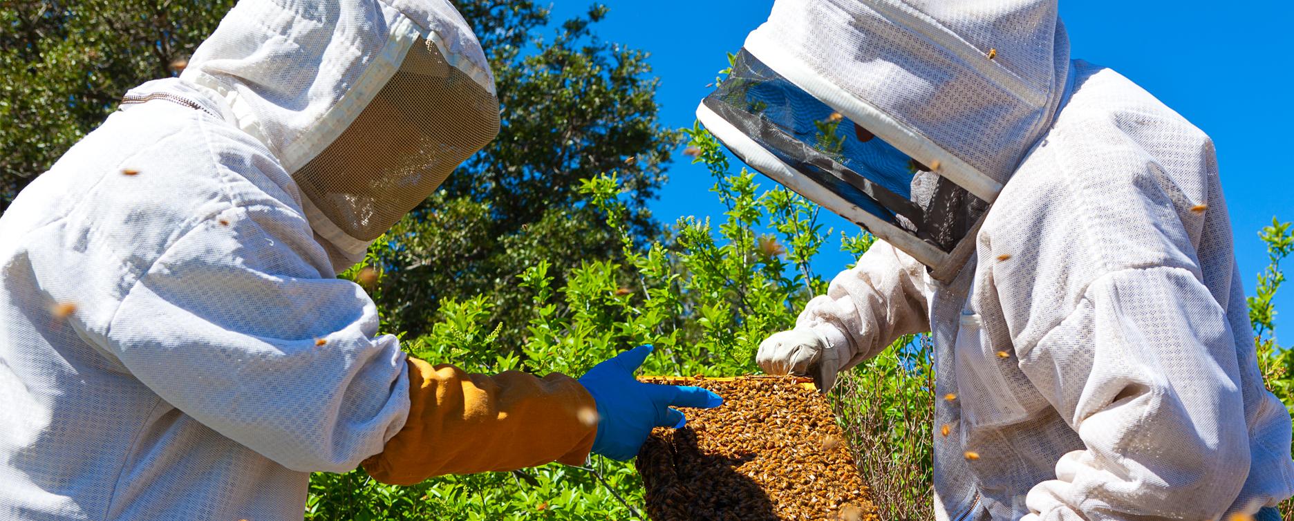 Beekeeping Resources California Master Beekeeper Program